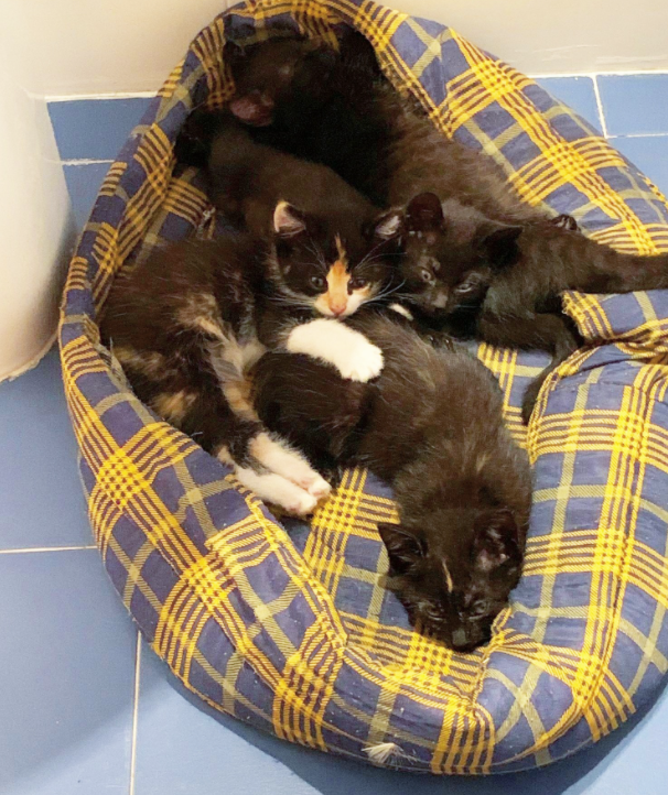 ADAAColmenar's tweet photo. Adaquienses, presentamos a la #camadatenistas 🎾
Serena Williams(carey) María sharapova (tricolor) , Roger Federer y Rafa Nadal ( panteritas)

Ya se van haciendo a su casa de acogida y se darán en adopción cuando estén listos ❤️

adopciones@adaacolmenar.org
Familia ADAAC https://t.co/R9FIJFhFV2