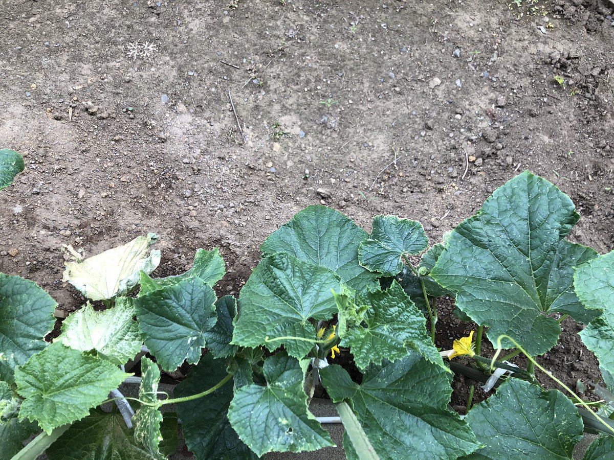 Mirin Gwに植えた苗 きゅうりに花が咲いたよ ちびっこいきゅうりができてるーーー O ことしも きゅうりカーテン始めました 直土 花が咲いたよ きゅうり 今年は何本収穫できるかな