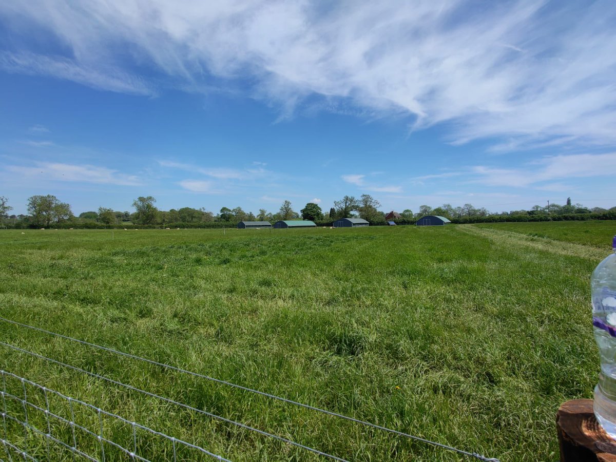 FosseMeadows's tweet photo. ☀️🐓🐑🌱✅💚
Our pastures are good &amp; green, the sky so blue - #happysheep #happychickens! They have juicy #pesticidefree #pasture &amp; shady spots by the hedgerows. The chickens find shade by the trees #freeranging #foraging on bugs &amp; insects.
#ethicalfarming #naturally #grassfed https://t.co/jJx9UVG0RV
