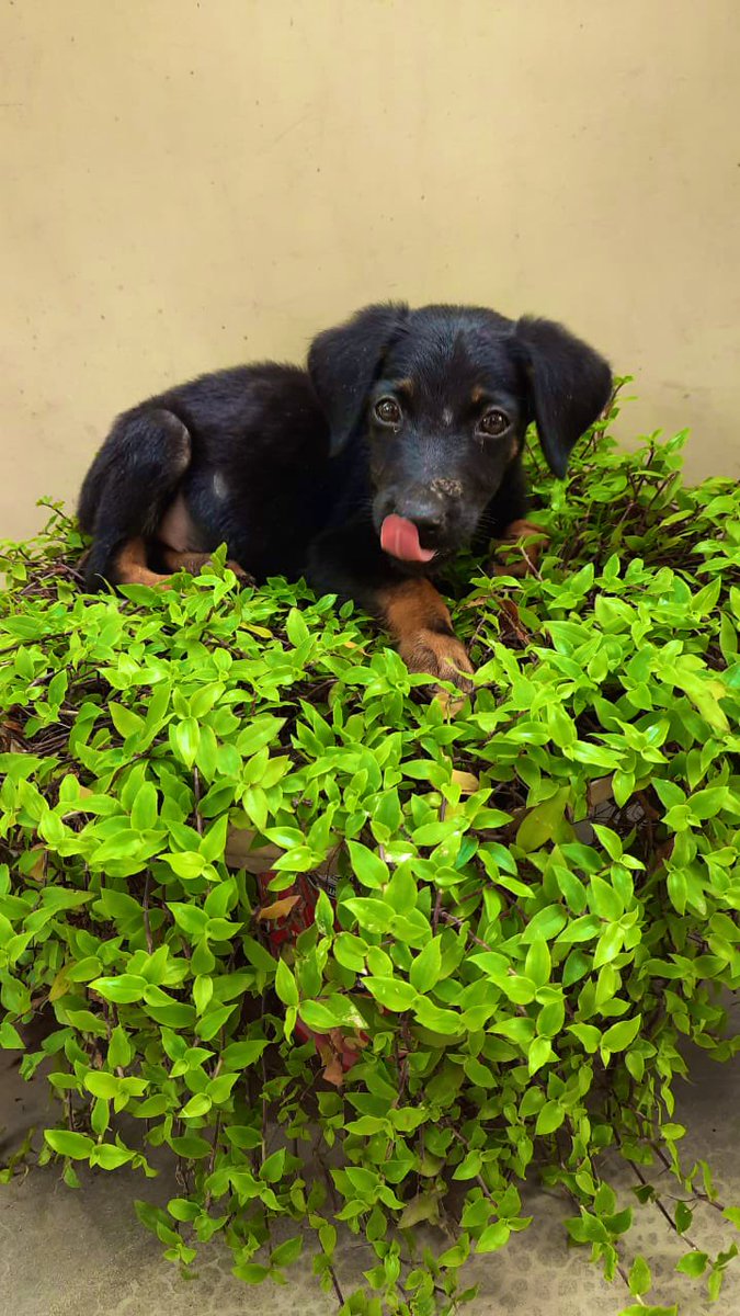 xxchromosome23's tweet photo. He always loves me unconditionally, whether I give him pedigree or Parle-G!
 
#DogTwitter #Labrashepherd #Cynophilist https://t.co/l0qQVEJpwv