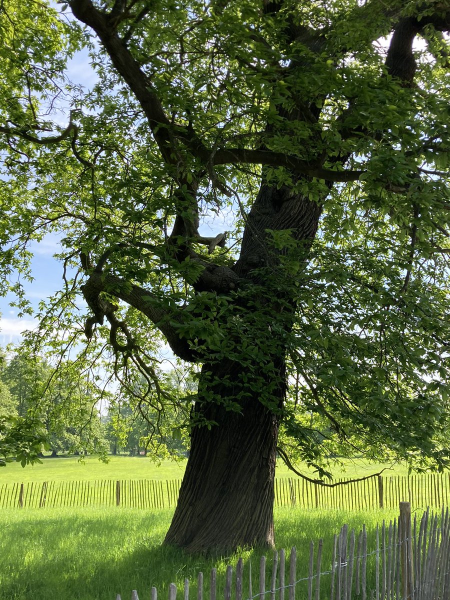 shotbert's tweet image. Fab ancient Chestnuts at Burghley Park planted between 1690 and 1700 if only they could talk @johntree1981 @ArbAssociation