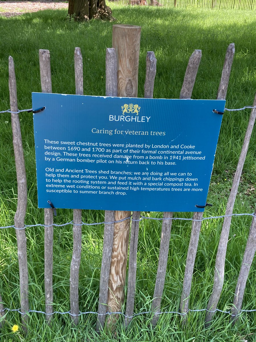 shotbert's tweet image. Fab ancient Chestnuts at Burghley Park planted between 1690 and 1700 if only they could talk @johntree1981 @ArbAssociation