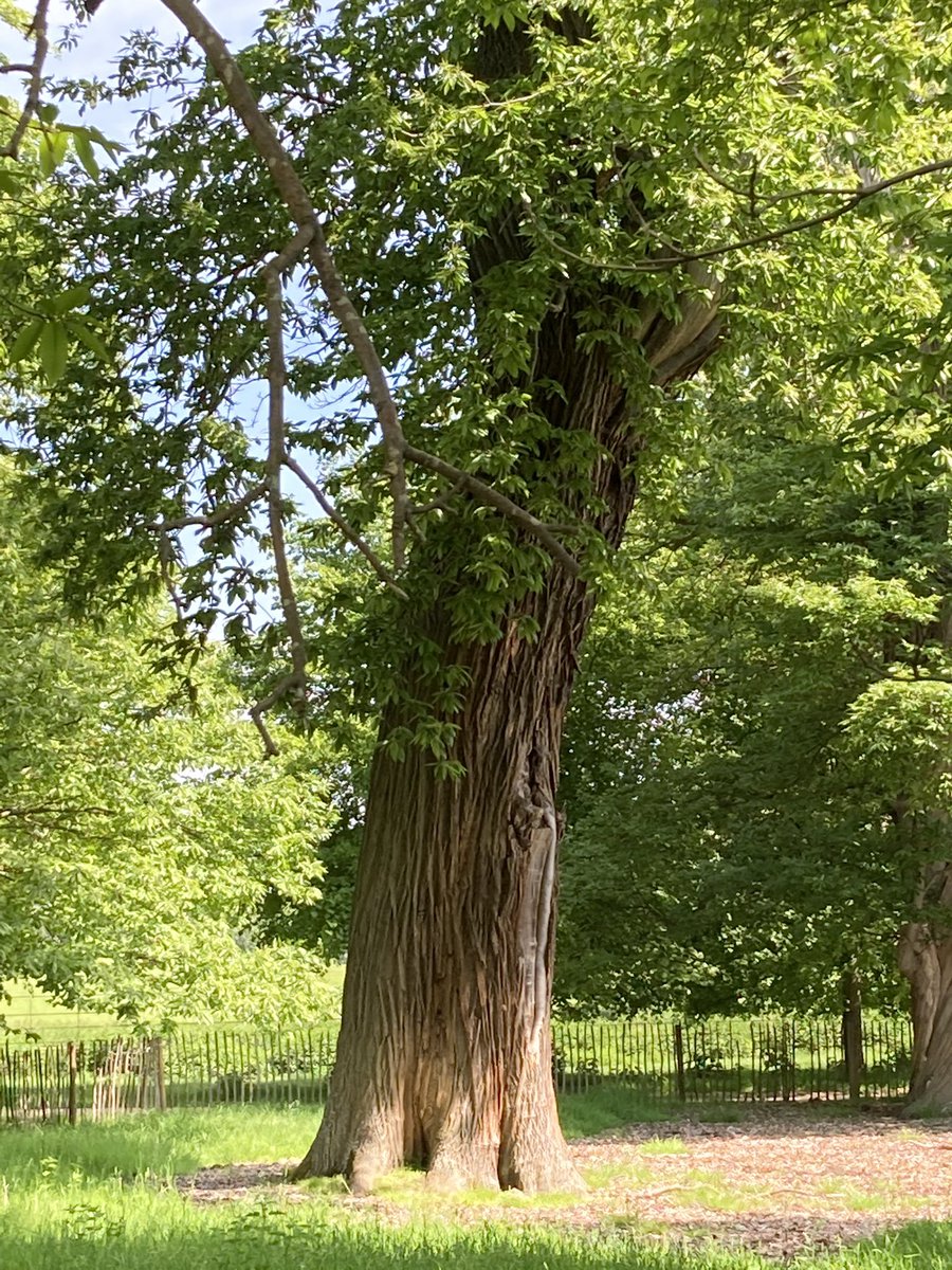 shotbert's tweet image. Fab ancient Chestnuts at Burghley Park planted between 1690 and 1700 if only they could talk @johntree1981 @ArbAssociation