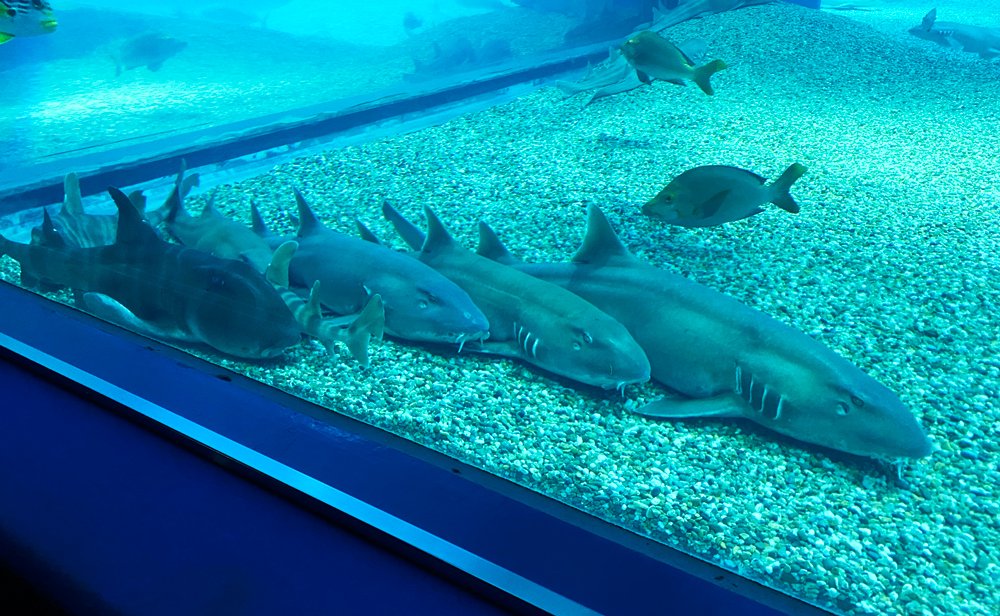 世界最大級の水族館 海遊館