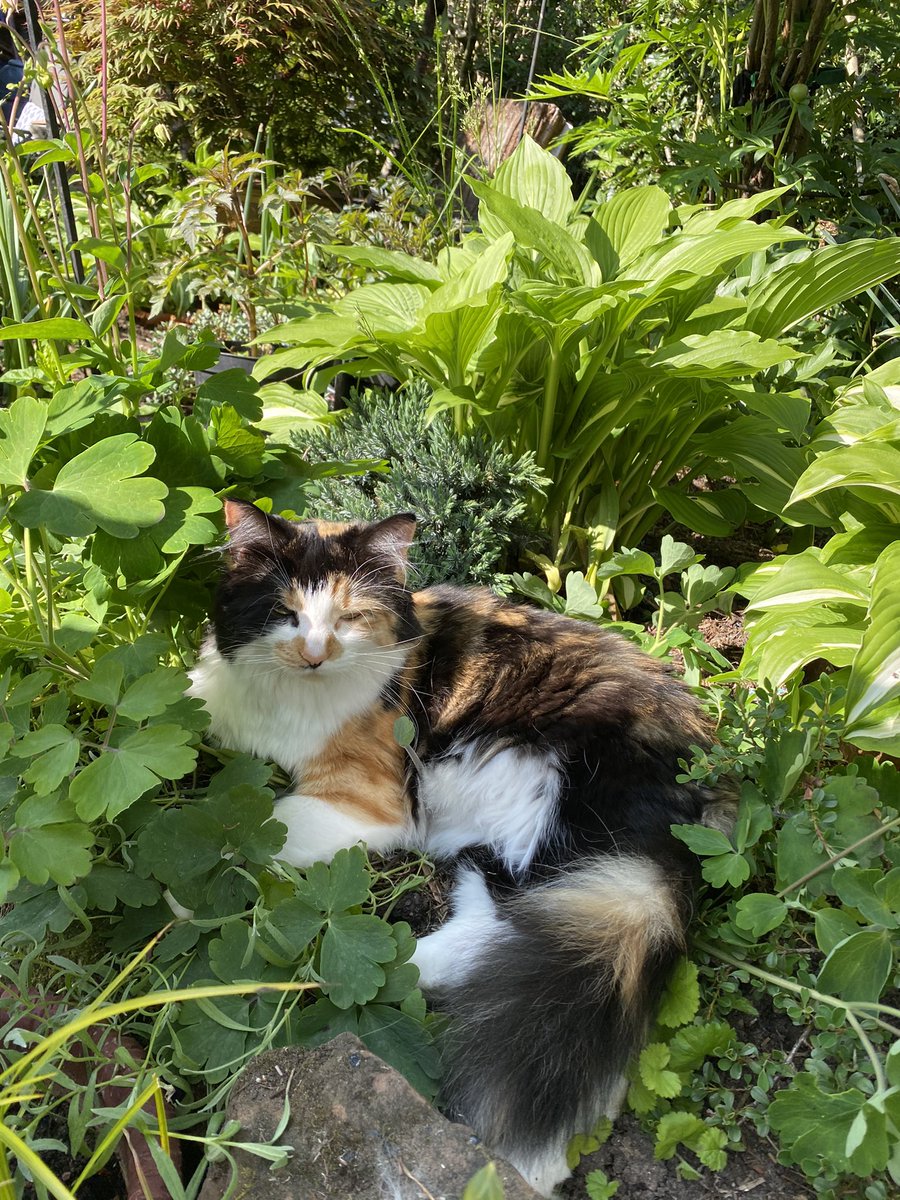 MollyMoggy26's tweet photo. I’m a good girl and find a space between plants to lie down😸. Bella on the other hand just flops where she wants - as well as snapping flowers 🌺 off with her chasing bees🐝 🐝🐝🐝🙀. Wishing you all a lovely #fluffyfursday 💕🐾💕#CatsofTwittter #floofrules #catsvgardeners 😹😹 https://t.co/kPiKMFbnd0