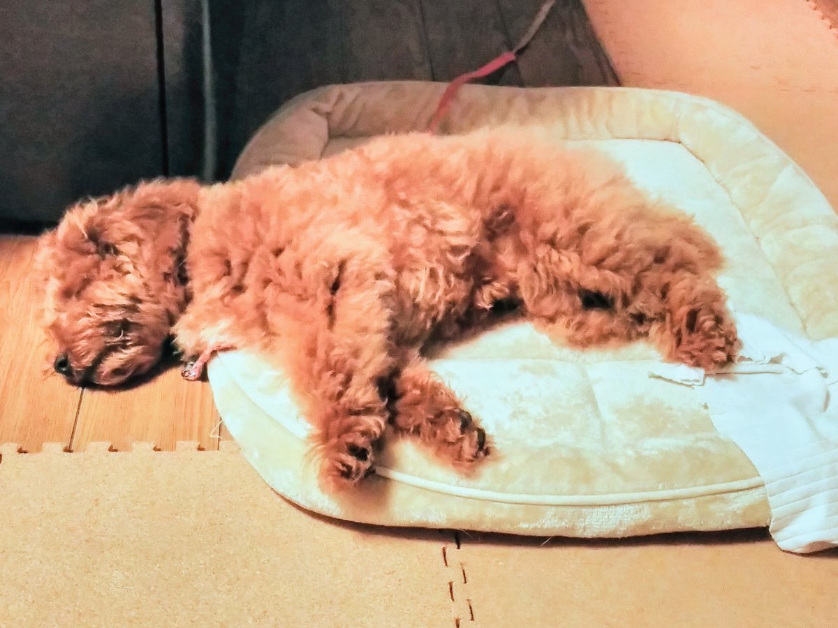 犬と添い寝 Twitter Search