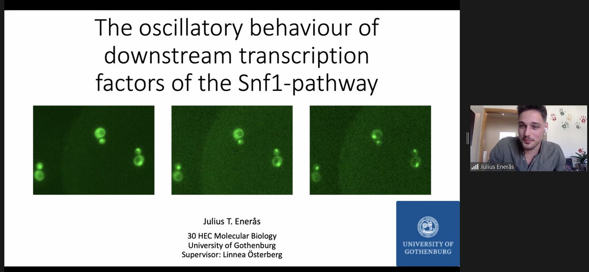 CvijovicLab tweet media