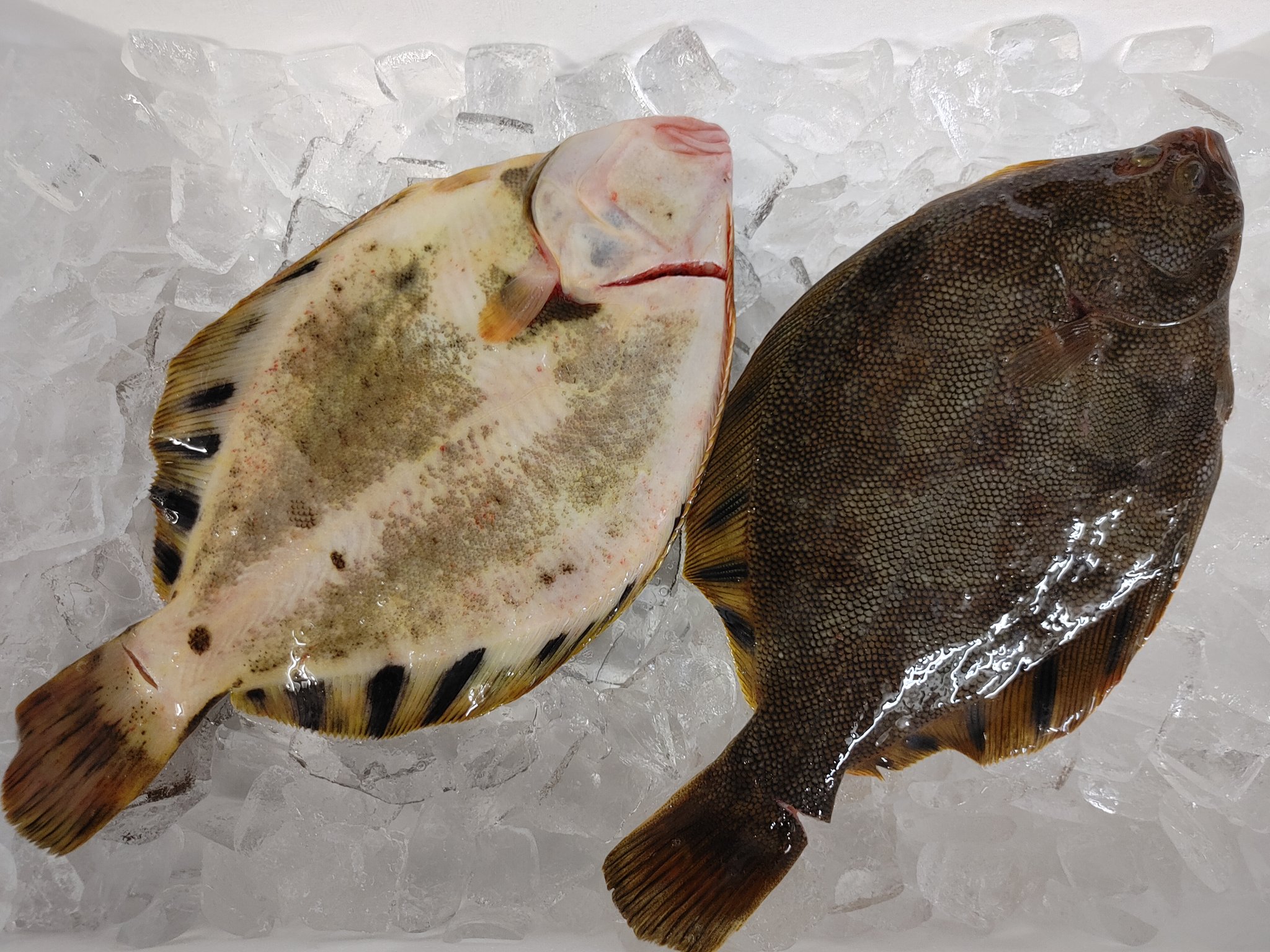 宮下ゆうじ 錦糸町のイタリアンレストラン マッジョーレ 店主 北海道噴火湾のマツカワガレイ のカルパッチョ ランチで売り切れました マツカワガレイ 噴火湾 カレイ