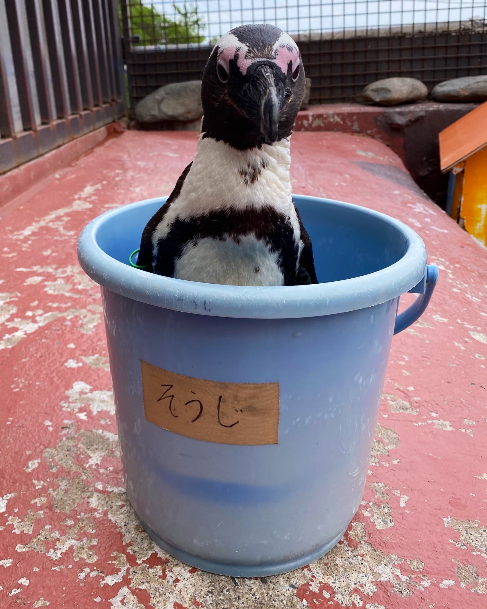 東北サファリパーク サル劇場 公式 東北サファリパーク名物 バケツinペンギン 東北サファリパーク ケープペンギン 上島さん 相葉さん 浜田さん 岡村さん T Co H7xanzztbf Twitter
