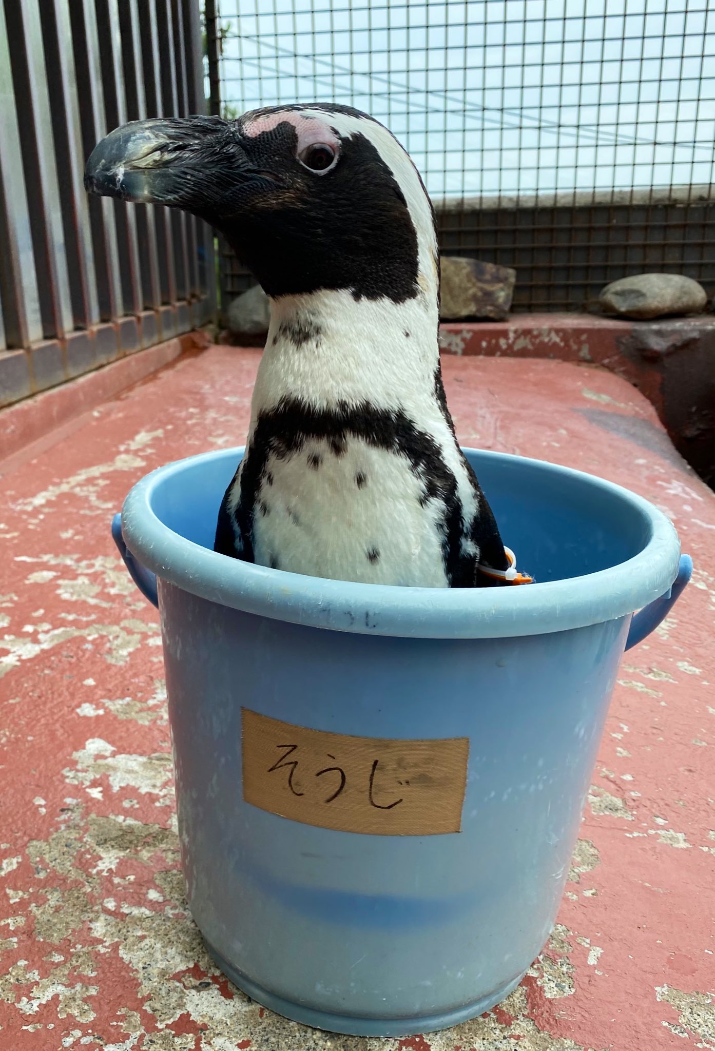 東北サファリパーク サル劇場 公式 東北サファリパーク名物 バケツinペンギン 東北サファリパーク ケープペンギン 上島さん 相葉さん 浜田さん 岡村さん T Co H7xanzztbf Twitter