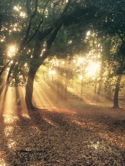 コスプレイヤーこけしのTwitter画像1