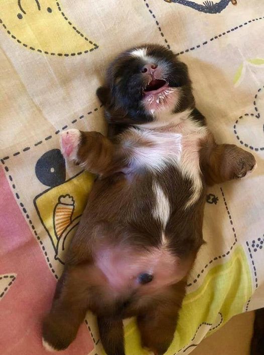 perritos_hc's tweet photo. a tomar lechita y a mimir https://t.co/7ZSiZWDhrc
