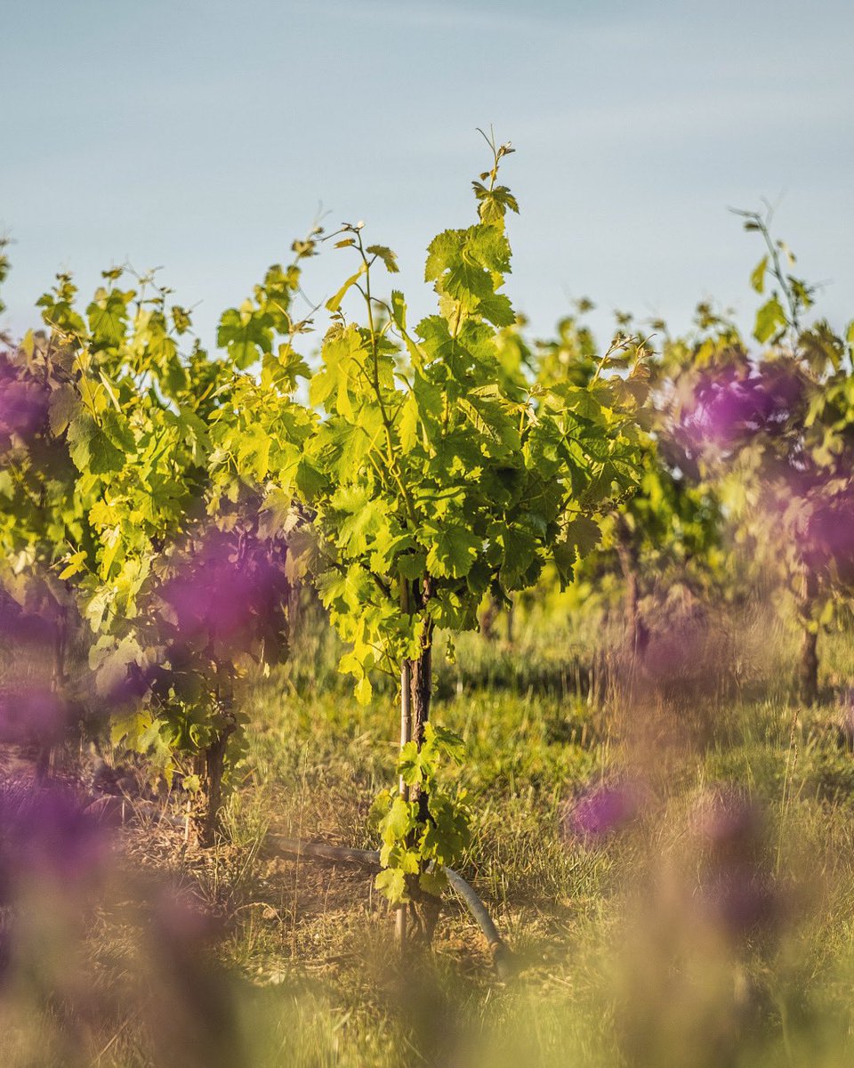 Visitar Vins de Taller, passejar entre les seves vinyes, tastar els seus vins... sempre és un bon pla. Però és que a la primavera, amb la seva exuberància, això ja és un espectacle! ✨
⁣⁣
#VinsdeTaller #CellerVerd #Empordà #Enoturisme #Enoturismo