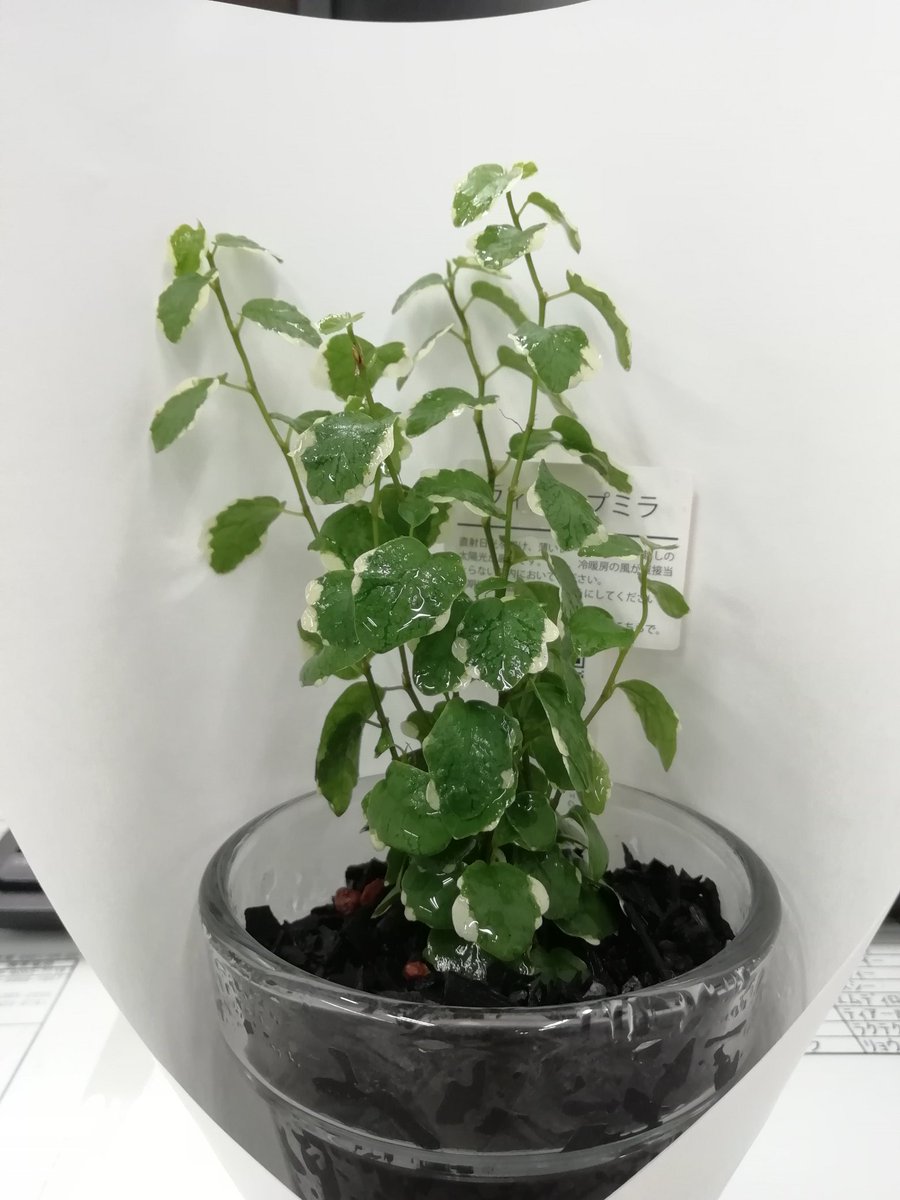 フィカスプミラ