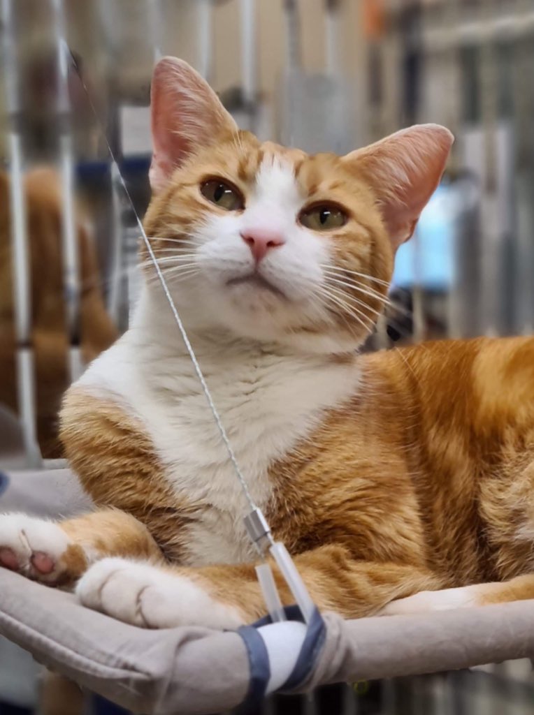 George The Stourbridge Junction Station Cat tweet media