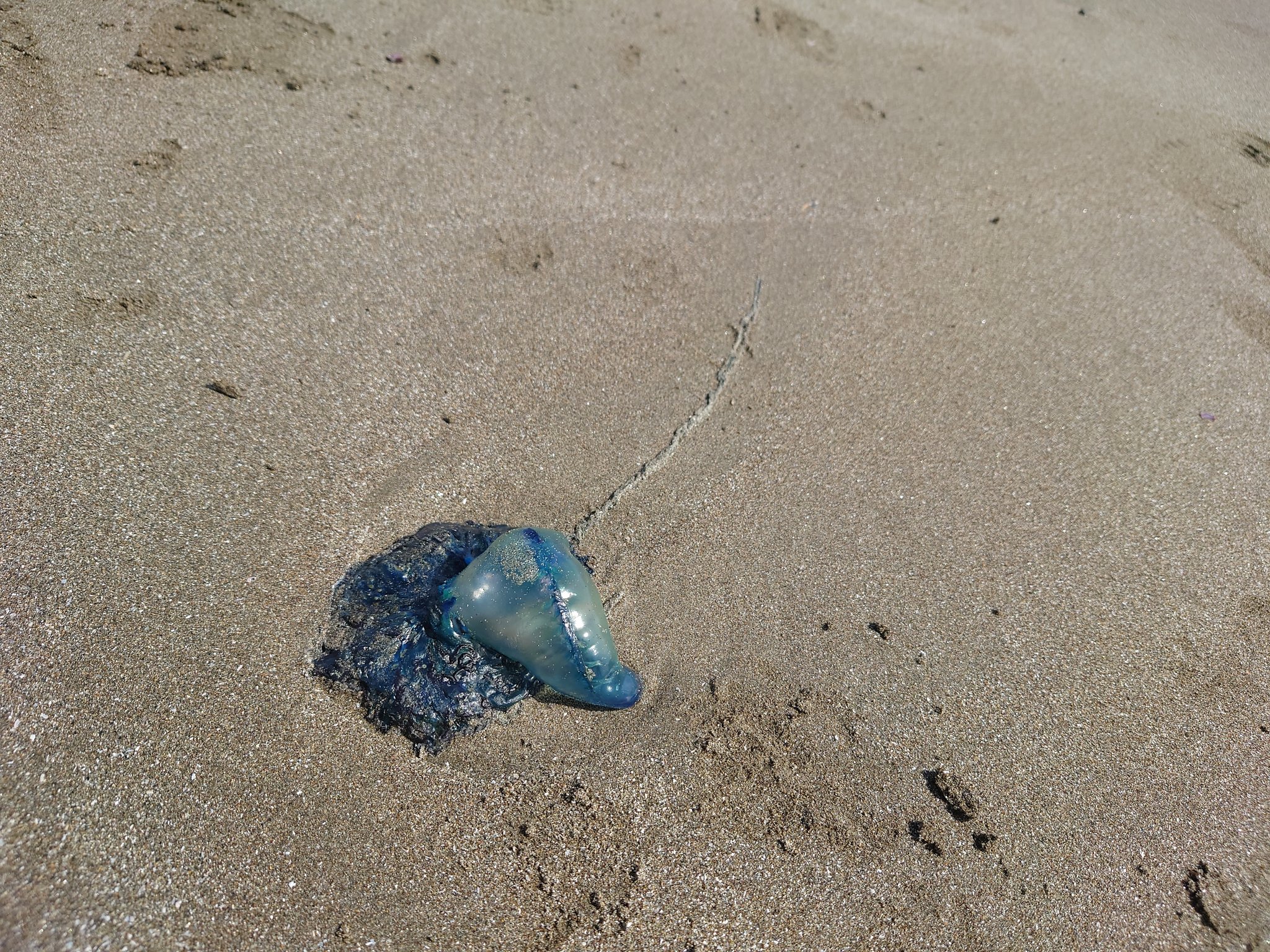 大洗町アライッペ 絶対に触らないで 大洗サンビーチにカツオノエボシが漂着しています 見た目は青くて綺麗ですが 触手に猛毒を持つクラゲの一種で 刺されると電気ショックを受けたような猛烈な痛みがあり 死亡例もあるほど非常に危険です