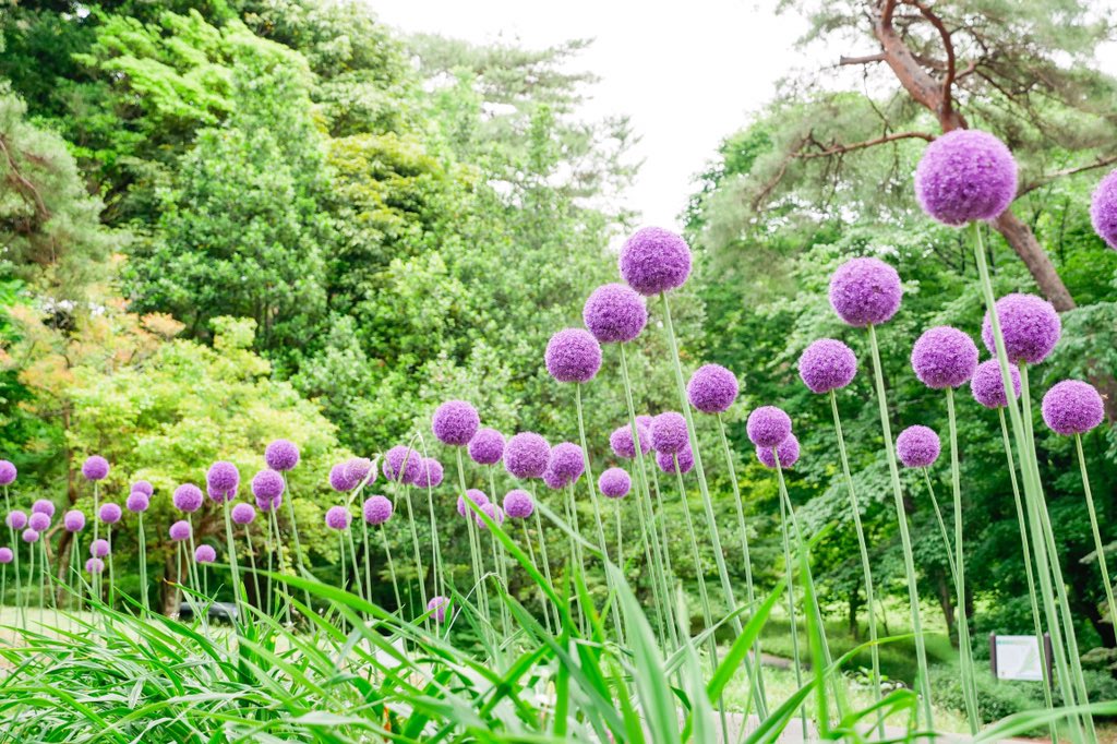 国営武蔵丘陵森林公園 巨大なぽんぽんのようなアリウム ギガンチウム数百本が見頃です ボーダー花壇では 中型のアリウム 丹頂 も開花直前です 新型コロナウイルス感染拡大防止のため臨時休園中ですが画面上でお楽しみいただきたく開花情報をお伝え