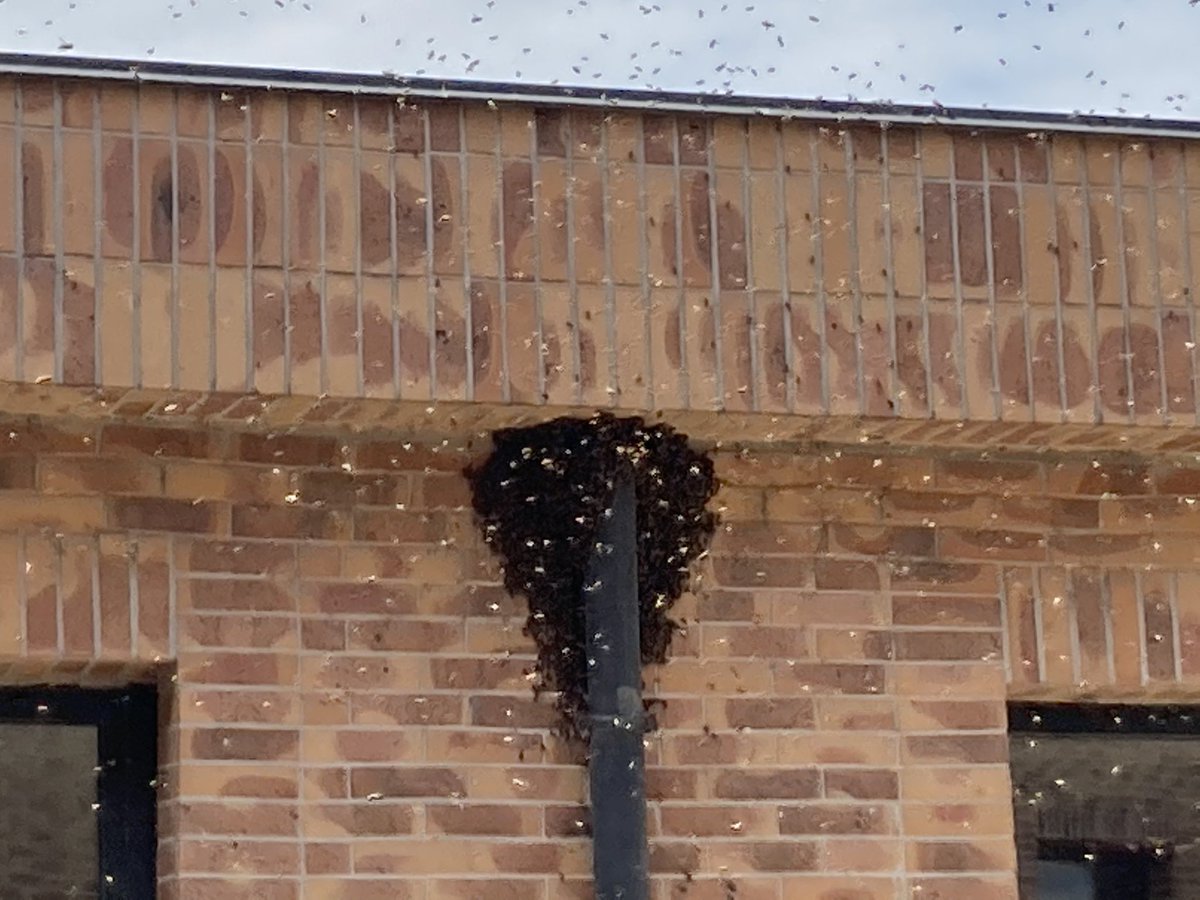 AntoineDeZutter's tweet photo. Essaimage d’abeilles au siège du Groupe Soufflet à Nogent sur Seine (10)🐝 🐝. Elles ont sûrement détecté tout le potentiel de #SouffletSeeds et des variétés de Colza #Addition et #Heclair https://t.co/hLUaNm83tj