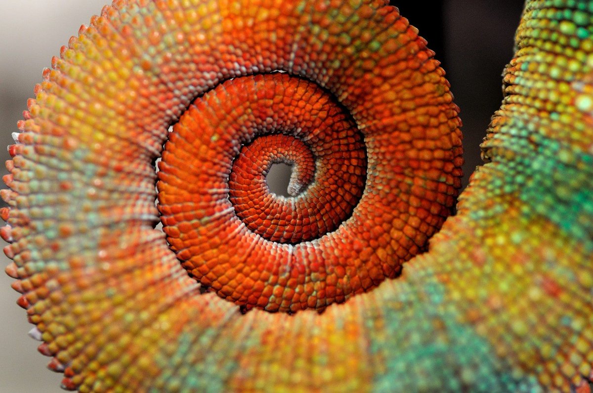 Chameleons are part of the natural wonders😍🥰 of Madagascar🇲🇬most of the chameleons in the world are found on the island😊
bit.ly/3wTmqH7