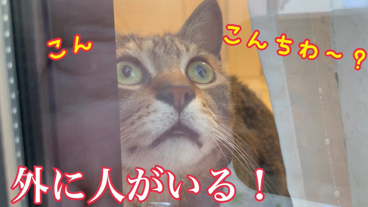 猫のきんた ココ 楽 今日の動画と成長記録です 初めて外にいる飼い主を見つけた猫の反応がかわいい T Co K50imtswxv
