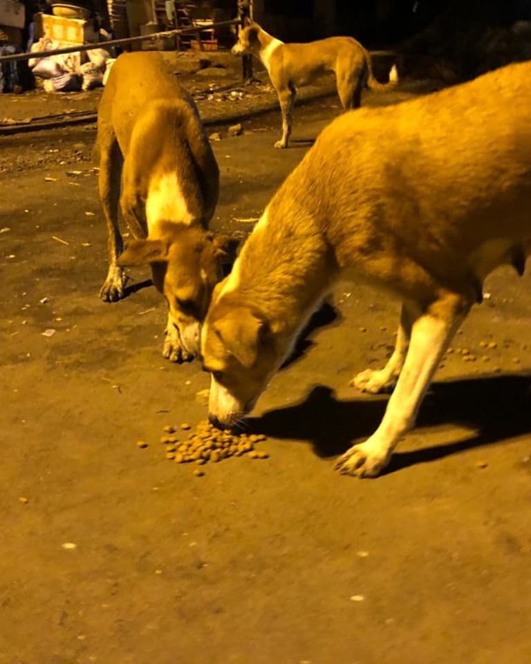 streetanimalsin's tweet photo. Feeding Day 353 : Date 02.06.2021
.
Showering your love
stay connected with humanity
.
#StreetAnimals #StreetAnimalsIndia #pawsandclawsofficial #pacofficialindia #forfutureindia #forfutureindiateam #animallover #betterlivesfordogs #betterlivesfordogsindia #protectanimals https://t.co/VLA2g36RfV