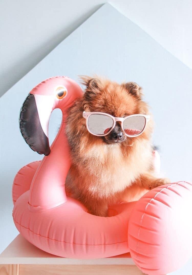 Dreamy Pets (@dreamypets) on Twitter photo 