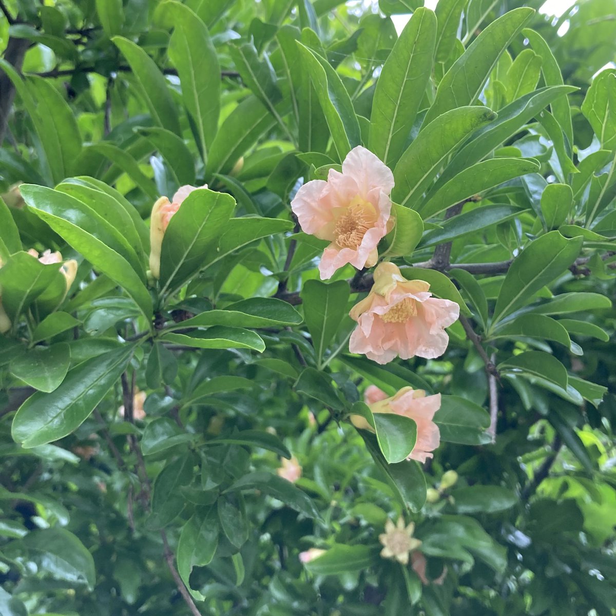 Luna Luna168 こんな色の柘榴の花があるなんて知らなかった 이런 색의 석류화가 있을 줄 몰랐다 柘榴 ざくろ 柘榴の花 ライトサーモンピンク 석류 석류화 Lightsalmonpink