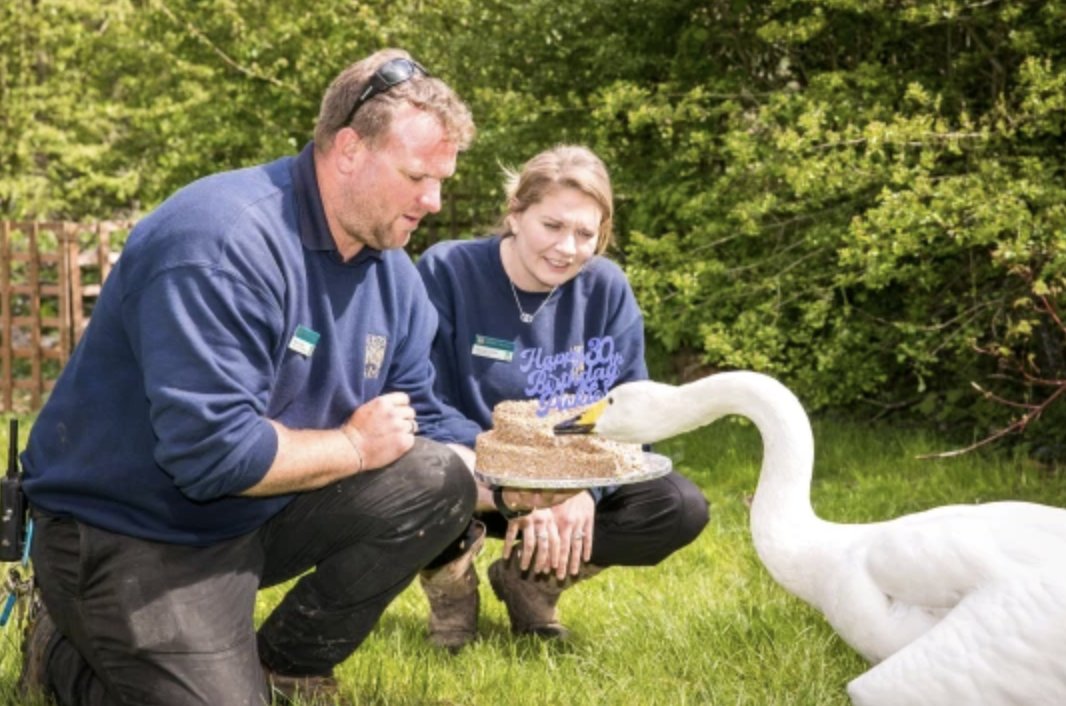 SwanBrandUK's tweet photo. We just wanted to raise our glasses to Pickles the Swan. From one Swan to another... Happy 30th Birthday babe! You don't look a day over 10🦢❤️ @leedscastleuk #Swanderful #SwanQueen https://t.co/AMkNNCaxtQ