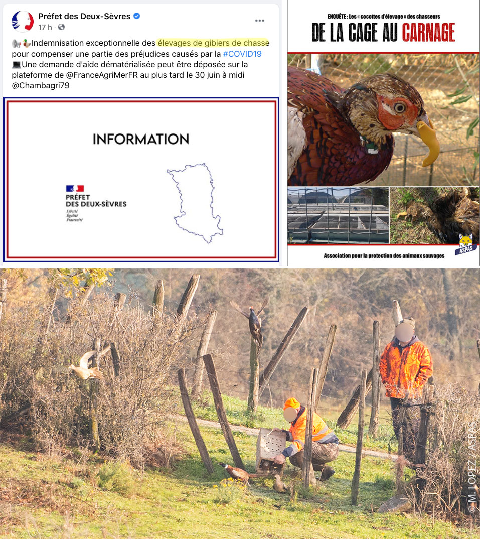 ASPASnature's tweet photo. ⚠ DES AIDES PUBLIQUES POUR SAUVER LES ÉLEVAGES DE "GIBIER" POUR LA #CHASSE !
@J_Denormandie @Agri_Gouv @Prefet79, on attend plutôt de vous des aides pour une paysannerie respectueuse des animaux &amp; nature ! @Reporterre @Mondi_Alisation @libe @Mediapart @LaTacfi @DenisCheissoux https://t.co/nfwfHymsCP