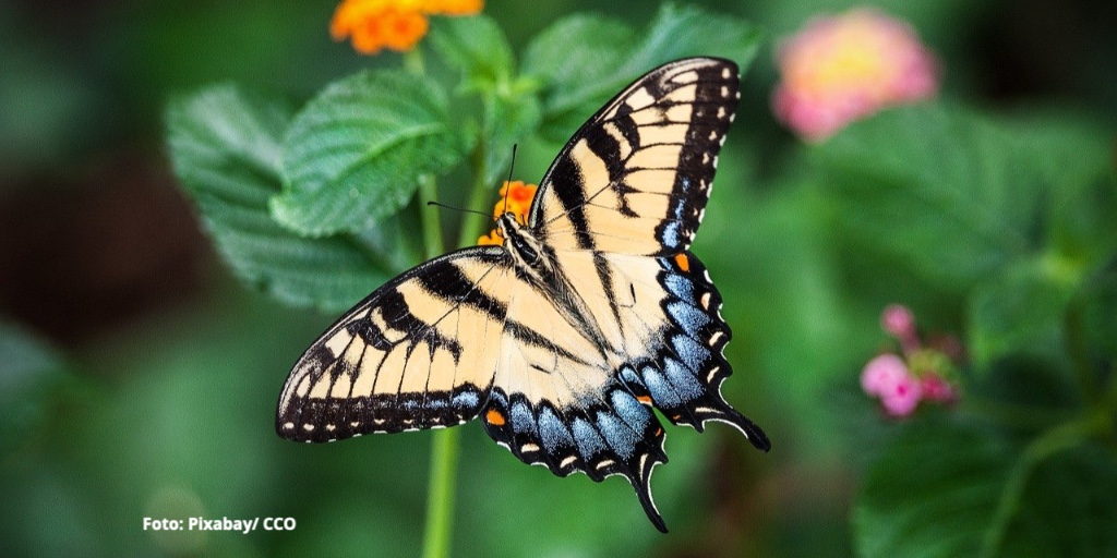 Die sich stark ausbreitenden städtischen Lebensräume dürften langfristig einen Großteil von Schmetterlingsarten gefährden. Das melden Forschende vom <a href="/idiv/">iDiv Biodiversity Research</a>, <a href="/UniHalle/">Universität Halle (inaktiv)</a> und <a href="/UniJena/">Universität Jena</a> in Global Change Biology. 🦋ow.ly/Vsy850F0ZkE #Artenschutz #Klima #Stadt