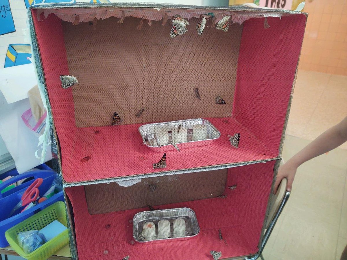 BowlingGreen3rdGrade tweet media