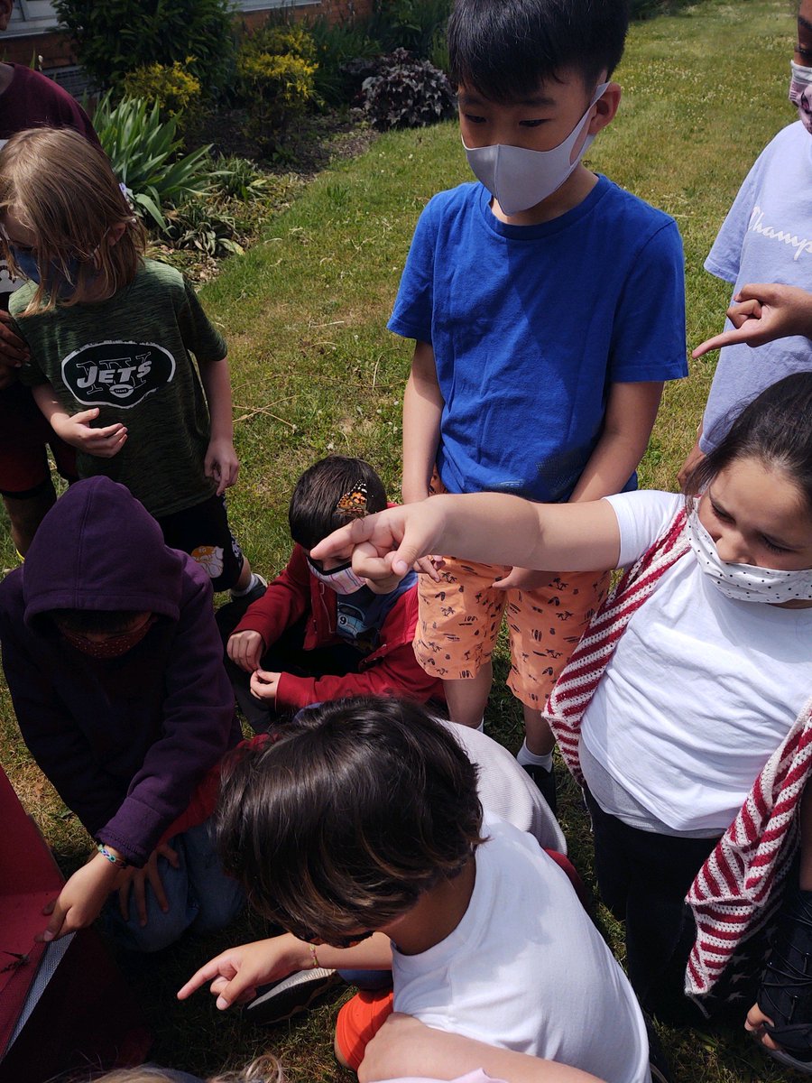 More beautiful butterflies 🦋💛🦋