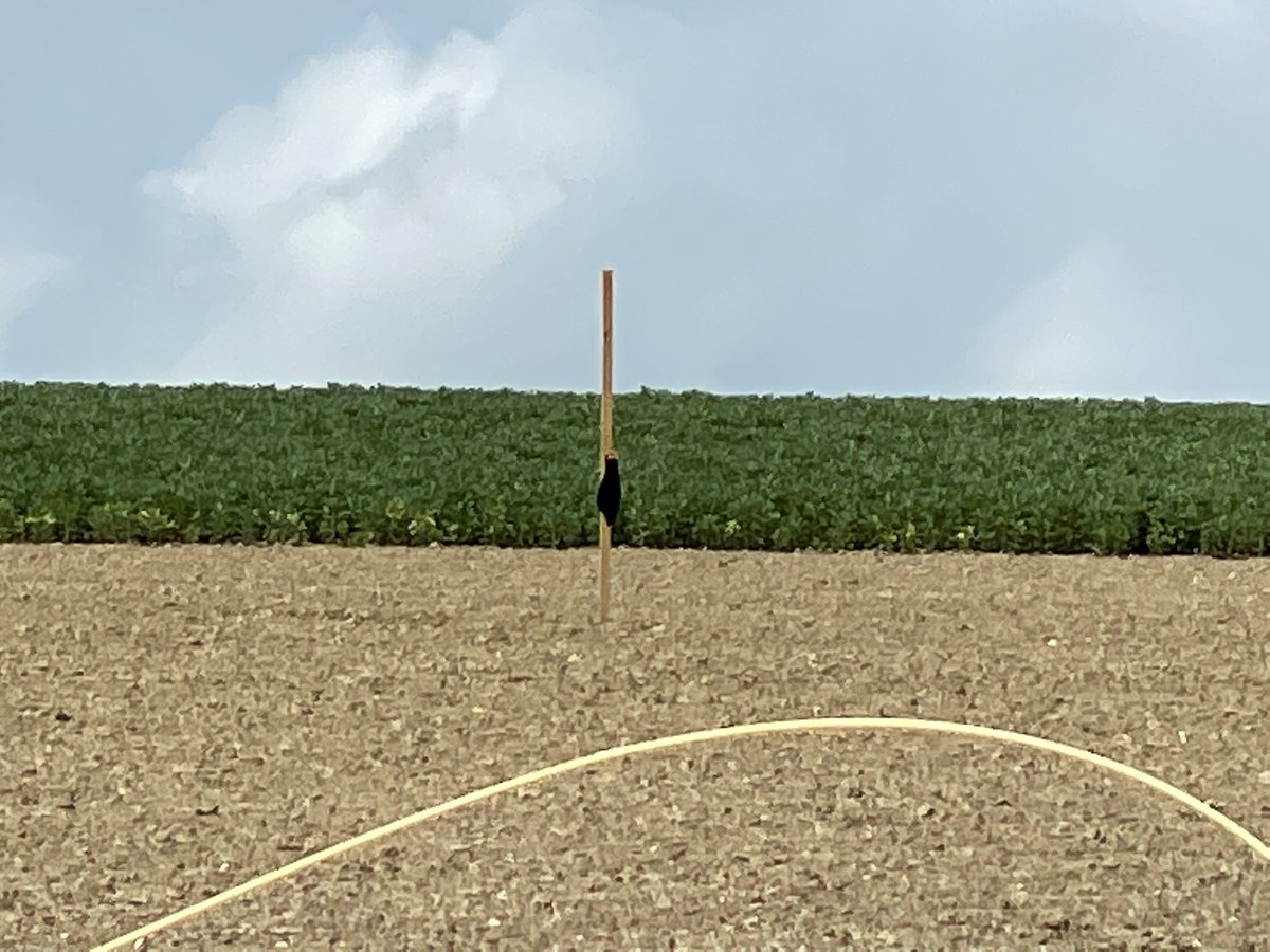 Mag er nu in Limburg op kraaien en duiven worden geschoten?Bijna werd vlak naast ons wandelaars een geweer afgeschoten bij Eys. In akker hangen zo te zien kraaien