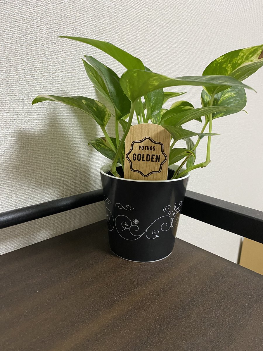 シナキ アキラ 小林だいさく マネーライター このポトス 買ってからもうすぐ1年経つのですが枯れる気配ゼロ なんなら伸びてたのでカットしたくらい 数週間に一度水をやってカーテン越しに日光を浴びせてあげるだけなので 管理がとてもカンタン デスクの