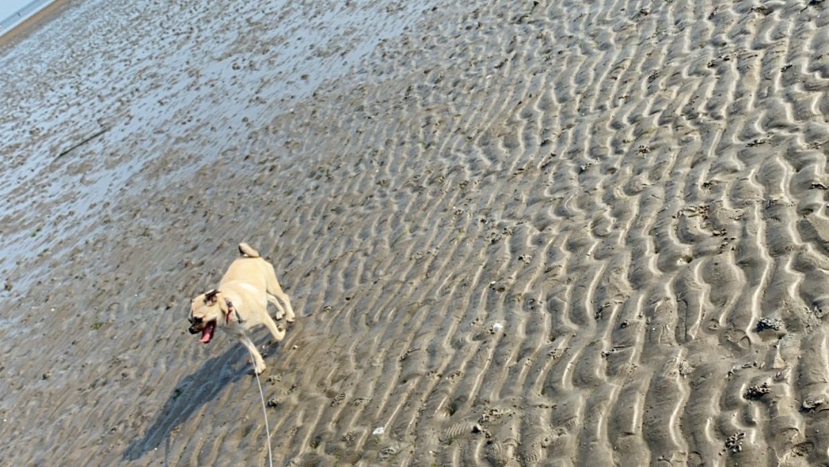 EnvAgencyAnglia's tweet photo. Are you planning to take your dog🐶 to the beach🏖️ this weekend? 
 
Please remember to always keep your dog on a lead and clean up its mess. 
 
We need your help to keep our beaches clean! #BinIt4Beaches https://t.co/O1P1Q4k2S3