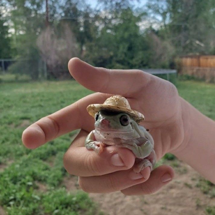 bakeille's tweet photo. I always hated frog but after watching Amphibia I now see them as cute little things 🤧🥺💕
Who can relate to this? 🐸 @Radrappy
#amphibia #frogs #amphibiaseason3 #cute #cartoonlovers #amphibiaAnne #amphibialove #amphibiadeservesbetter https://t.co/dpeXugAojg