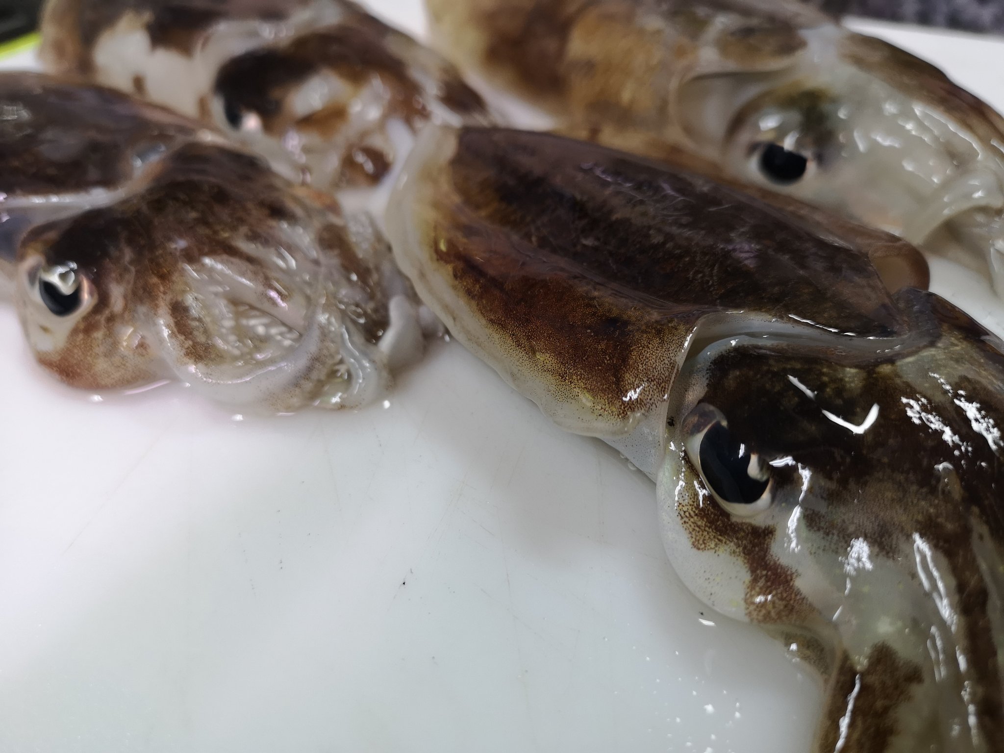 Tomonooji Tomonooji Twitter