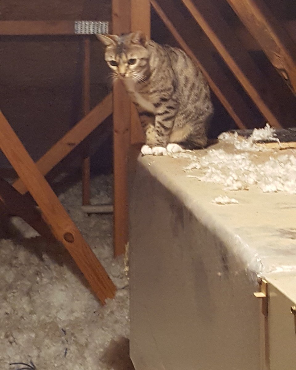 TopToBottomServ's tweet image. #ThrowbackThursday to when Jim found this kitty in the attic at an inspection 😻 #ttbservices #homeinspections