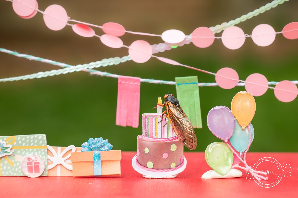 OxanaWare's tweet photo. When you are a #broodx #cicada and only get one #birthdayparty every 17 years #CicadaWatch2021 #cicadas2021 #birthday https://t.co/Bvo3Lkn5QH