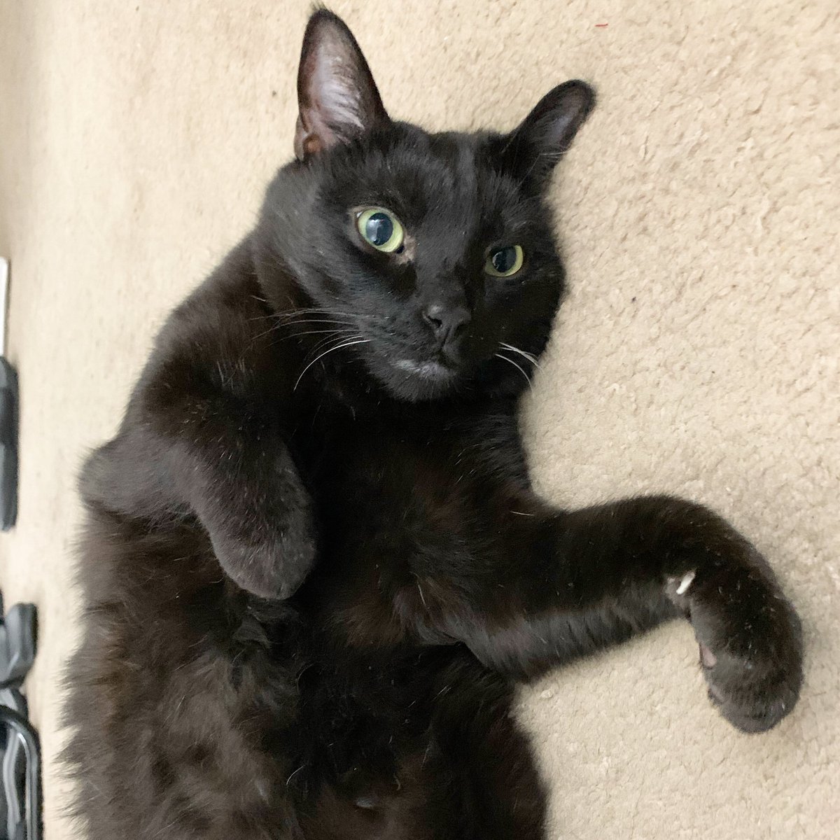 I’m looking for belly rubs on this lovely #pantherthursday. Any takers? 😻🖤 I purr-omise it’s not a trap! #CatsOfTwitter