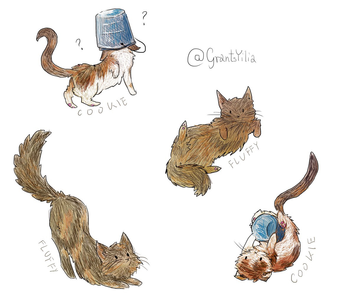 GrantsYilia's tweet photo. Friend's neighbour has cute cats, so... https://t.co/mWqZGSudHl