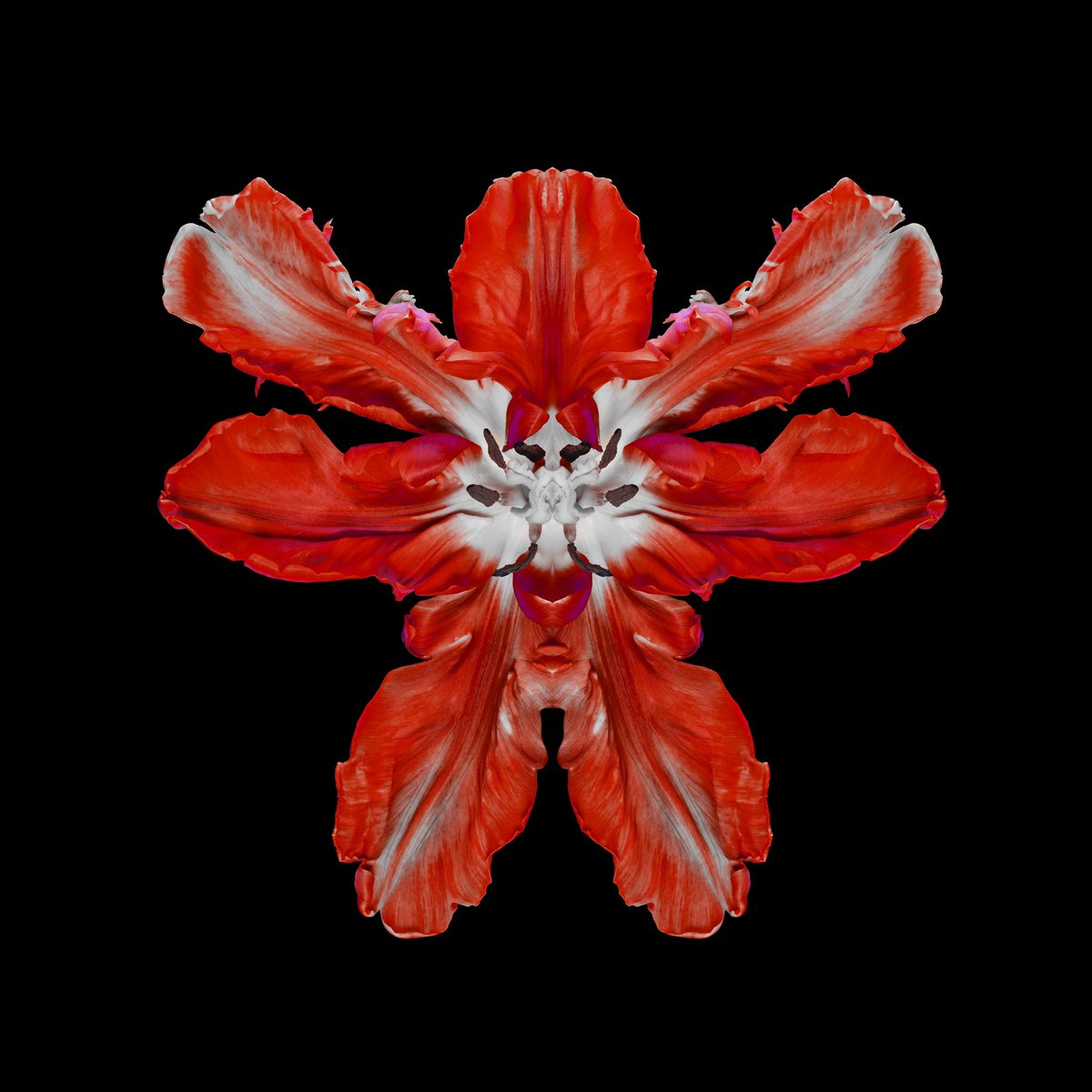 JeffRobbartist's tweet image. ‘Mandarin Princeps’

Rorschach flower series 
3D Lenticular Photograph 
#Jeffrobb #lenticular #3dartwork