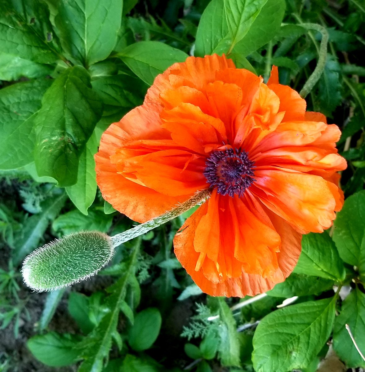 troystephglass's tweet photo. The Orange Poppies @BurstallSchool, starting to bloom. https://t.co/5IXATfosZ7
