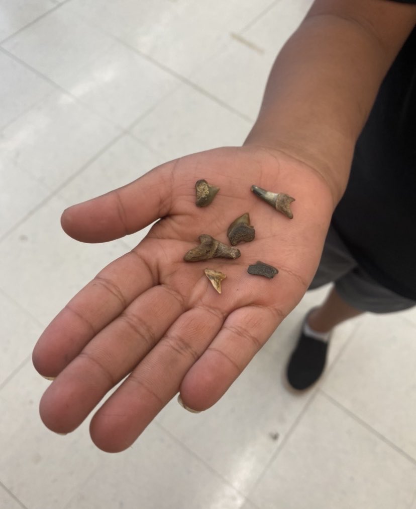 Samantha Ackerman tweet media