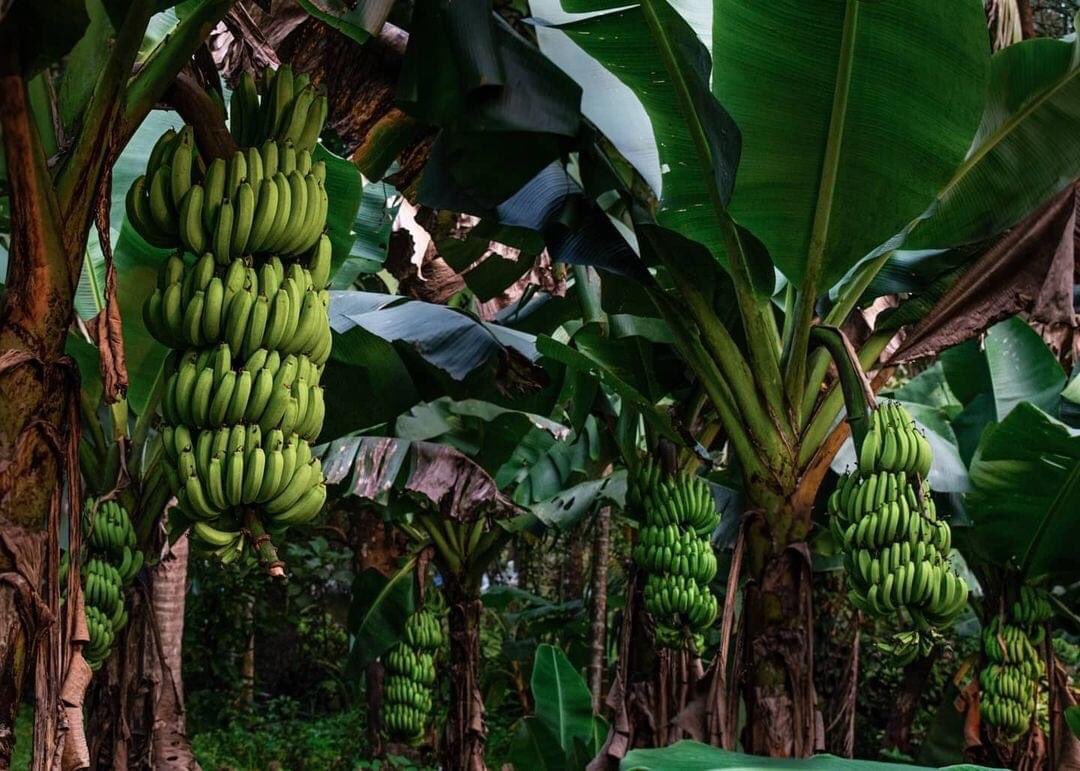 Nanahtakaza's tweet image. 21 Decembre 2019 nous avons fait un #challenge2020 pour planter #80milliontrees /des arbres en #RDcongo, quelques semaines plupart #coronavirus était venu mais nous n avons pas désespérer. La #sylviculture est notre méthode de subvenir à nos besoins pour continuer! #Survivor2021