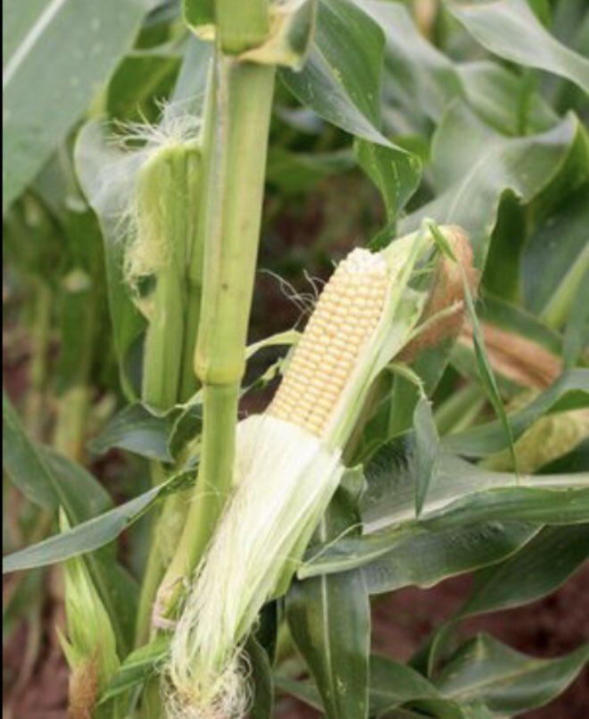 Nanahtakaza's tweet image. 21 Decembre 2019 nous avons fait un #challenge2020 pour planter #80milliontrees /des arbres en #RDcongo, quelques semaines plupart #coronavirus était venu mais nous n avons pas désespérer. La #sylviculture est notre méthode de subvenir à nos besoins pour continuer! #Survivor2021