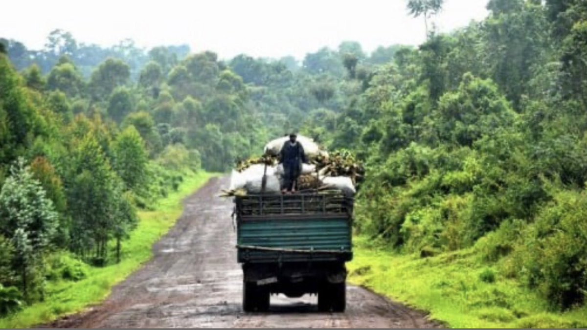 Nanahtakaza's tweet image. 21 Decembre 2019 nous avons fait un #challenge2020 pour planter #80milliontrees /des arbres en #RDcongo, quelques semaines plupart #coronavirus était venu mais nous n avons pas désespérer. La #sylviculture est notre méthode de subvenir à nos besoins pour continuer! #Survivor2021