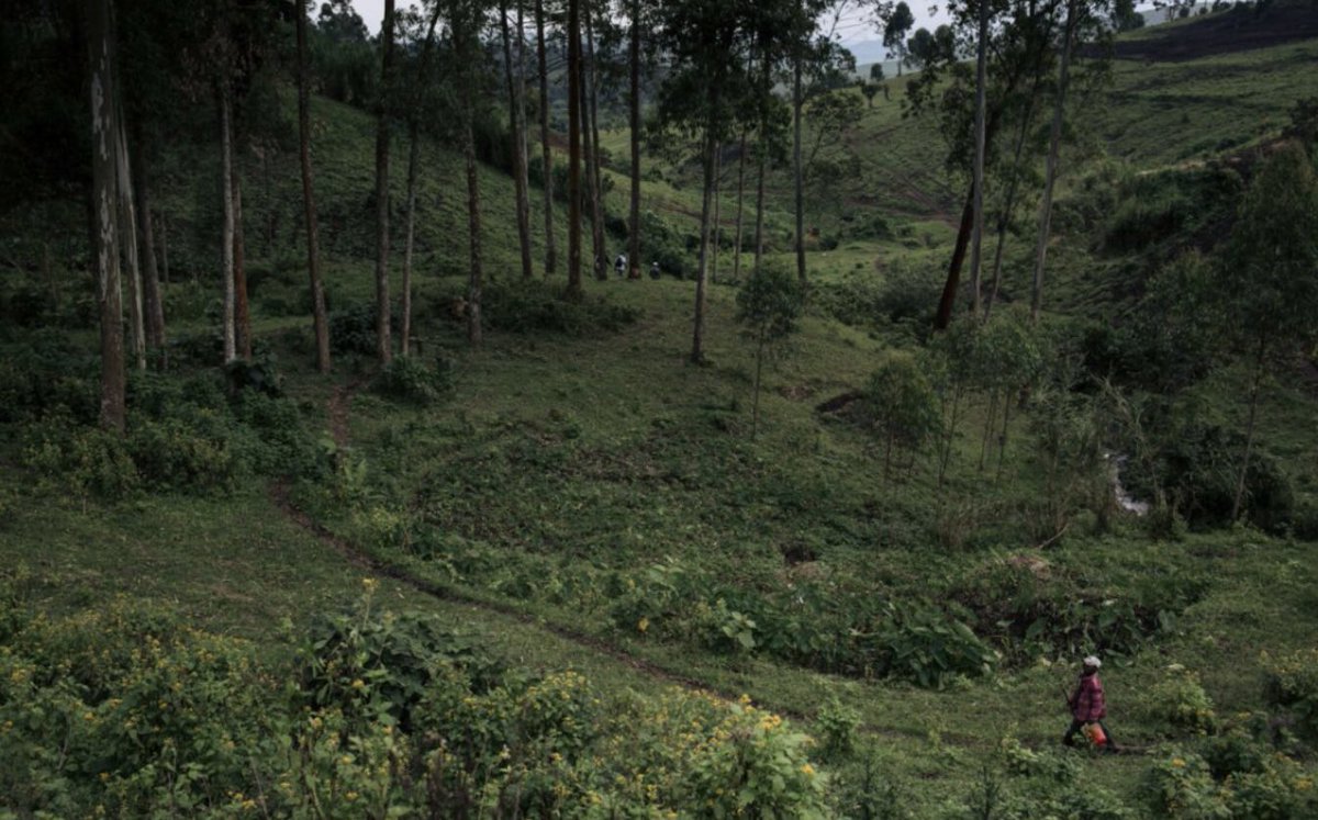 Nanahtakaza's tweet image. 21 Decembre 2019 nous avons fait un #challenge2020 pour planter #80milliontrees /des arbres en #RDcongo, quelques semaines plupart #coronavirus était venu mais nous n avons pas désespérer. La #sylviculture est notre méthode de subvenir à nos besoins pour continuer! #Survivor2021