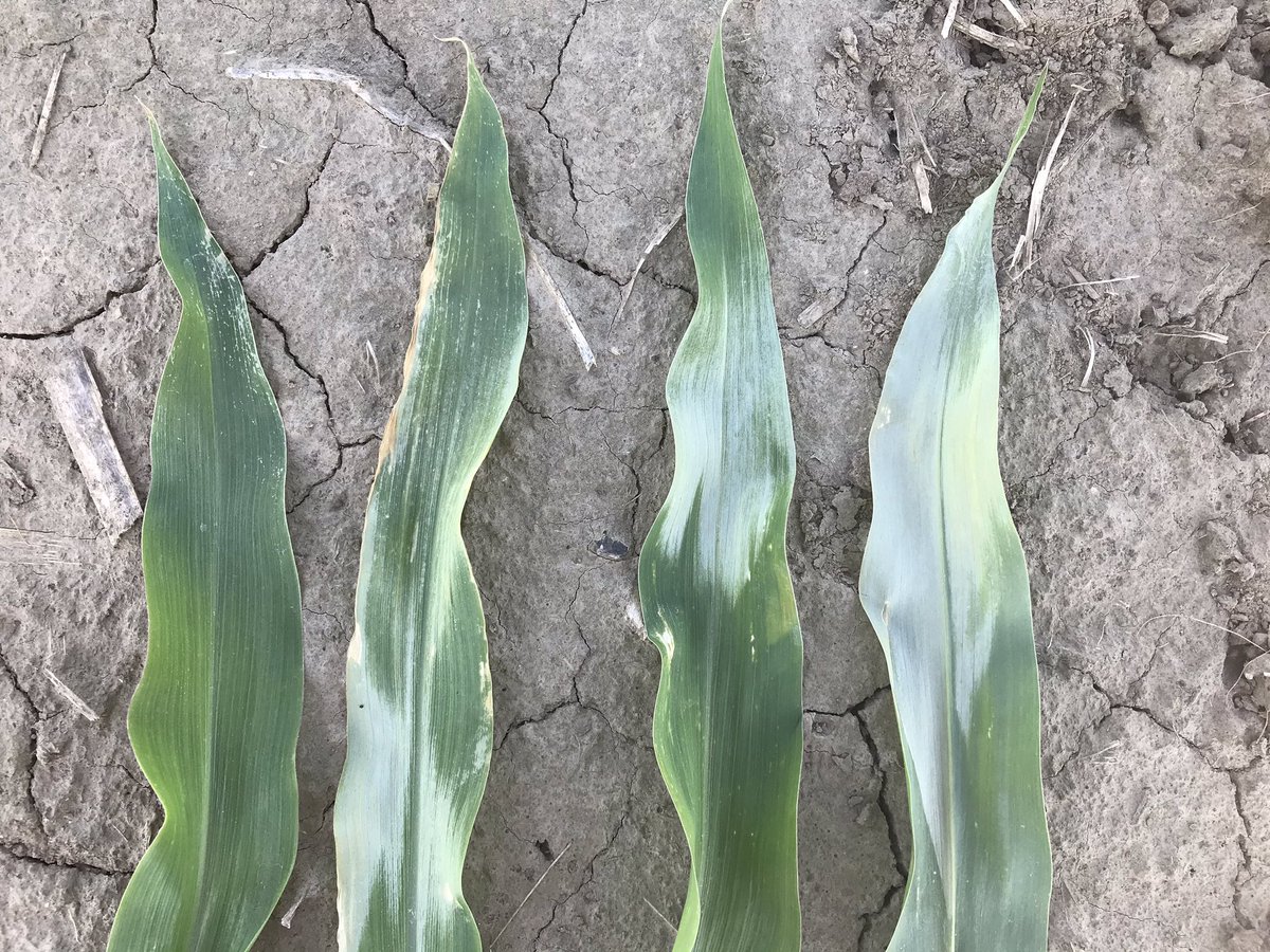 TerryMente's tweet photo. ‘Silver Leaf’ showed up a bit after the cold temperatures this past weekend - visual symptoms are really the only result (left leaf is normal with the other three showing a bit of gray/green discoloration) https://t.co/fZCoLKYqMk