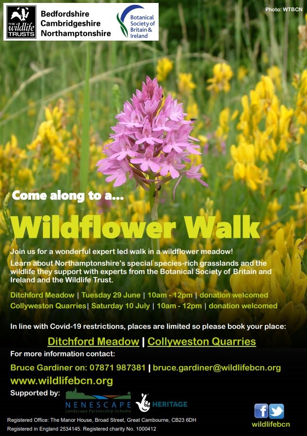 FftFproject's tweet image. Wildflower walks! Come and join us and @BSBIbotany experts to have a guided wander through a couple of the loveliest grasslands in #Northamptonshire 🌼 Book your place today: 29 June bit.ly/3wSUnrh or 10 July bit.ly/2TAaITj
@_NeneValley @nenescape @wildlifebcn